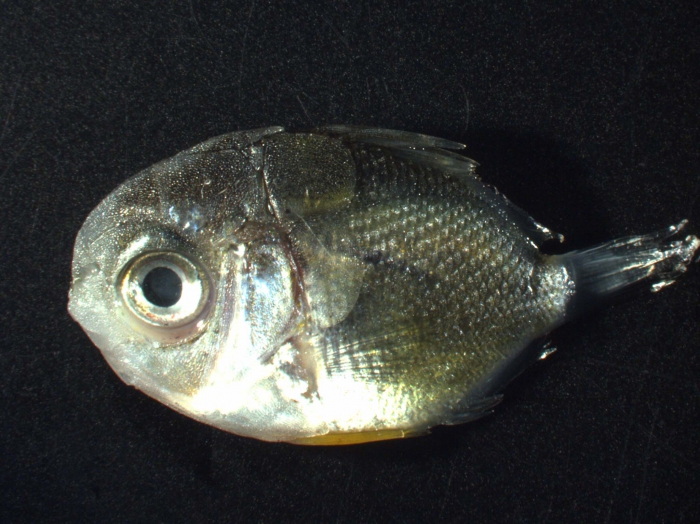 Chaetodontid (butterfly fish) Chaetodontid (butterfly fish)