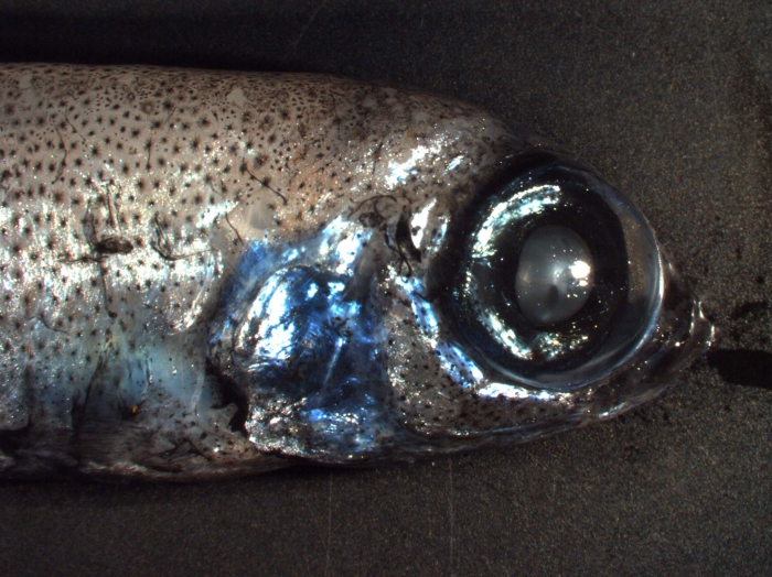 Bathylagus euryops (deepsea smelt) Bathylagus euryops (deepsea smelt)