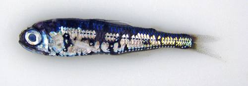Myctophum punctatum (spotted lanternfish) Myctophum punctatum (spotted lanternfish)
