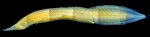 Neocyema
