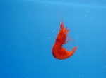 Crustaceans