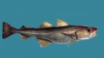 Ocean Tracking Network