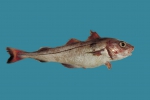 Gadiformes