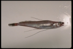 Phycis chesteri