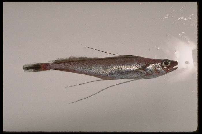 Phycis chesteri