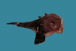 Lophius americanus, author: Fisheries and Oceans Canada, Heinz Wiele