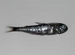 Myctophidae, author: Fisheries and Oceans Canada, Jim Reid