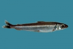Argentina silus, author: Fisheries and Oceans Canada, Heinz Wiele
