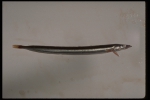 Ammodytes, author: Fisheries and Oceans Canada, Heinz Wiele