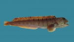 Anarhichas lupus, author: Fisheries and Oceans Canada, Heinz Wiele