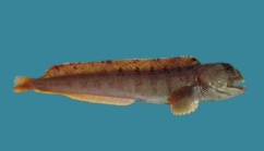 Anarhichas lupus