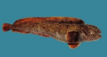 Perciformes