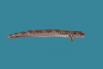 Perciformes