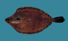 Glyptocephalus cynoglossus