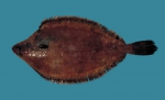 Pleuronectiformes