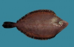 Glyptocephalus cynoglossus, author: Fisheries and Oceans Canada, Heinz Wiele