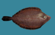 Glyptocephalus cynoglossus