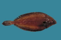 Glyptocephalus cynoglossus