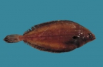 Pleuronectiformes