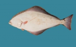 Hippoglossus hippoglossus, author: Fisheries and Oceans Canada, Heinz Wiele