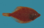 Limanda ferruginea