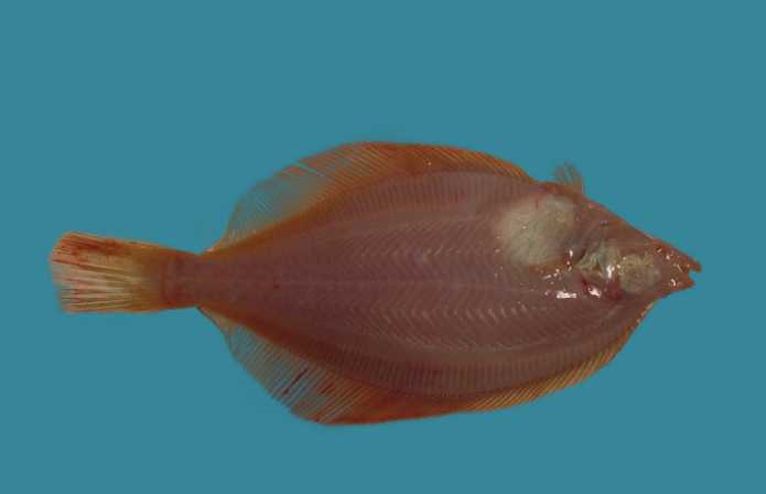 Limanda ferruginea