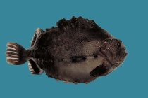 Cyclopterus lumpus