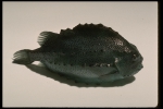 Cyclopterus lumpus, author: Fisheries and Oceans Canada, Heinz Wiele