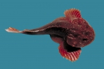 Hemitripterus americanus