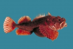 Hemitripterus americanus