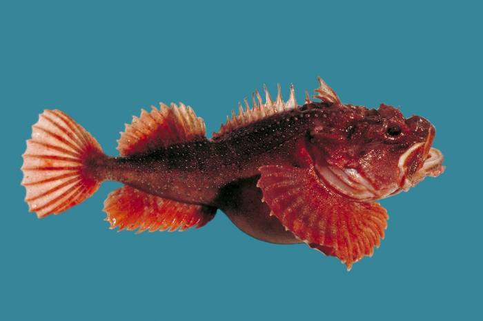 Hemitripterus americanus