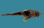 Myoxocephalus octodecemspinosus, author: Fisheries and Oceans Canada, Heinz Wiele