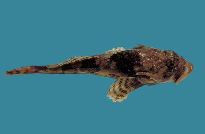 Myoxocephalus octodecemspinosus