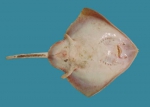 Raja radiata, author: Fisheries and Oceans Canada, Heinz Wiele