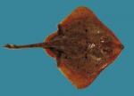 Raja radiata, author: Fisheries and Oceans Canada, Heinz Wiele