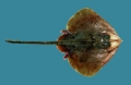 Rajiformes