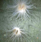 Anthozoa