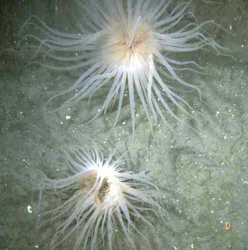 Anthozoa Anthozoa
