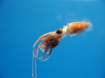 Histioteuthidae, author: Fisheries and Oceans Canada, Jim Reid