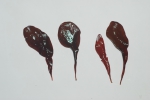 Macroalgae