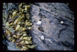 Phaeophyceae