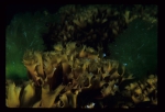Chondrus, author: Fisheries and Oceans Canada
