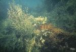 Ascophyllum, Chondrus and Fucus, author: Fisheries and Oceans Canada