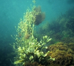 Phaeophyceae