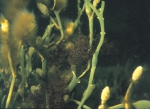 Phaeophyceae