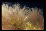 Macroalgae