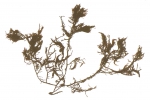 Macroalgae