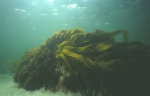 Macroalgae