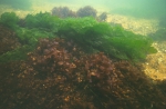 Macroalgae