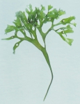Macroalgae